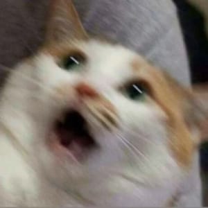Cat Meme Stickers